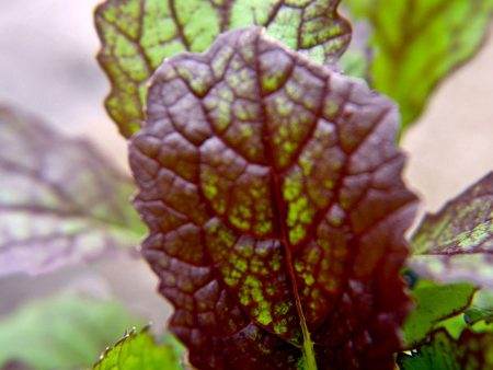 Brassica juncea  Rubra  Supply