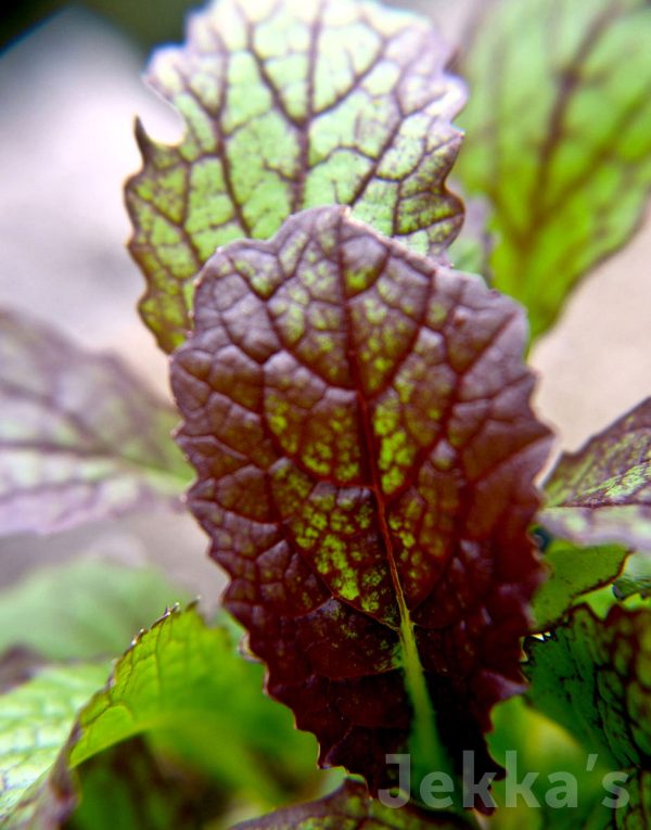 Brassica juncea  Rubra  Supply