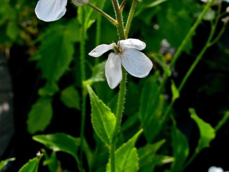 Hesperis matronalis Cheap