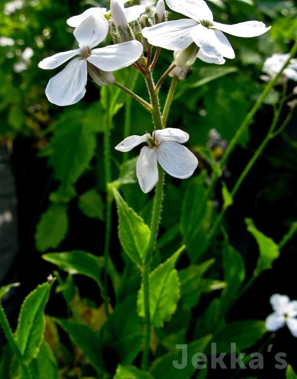 Hesperis matronalis Cheap