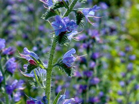 Echium vulgare Fashion