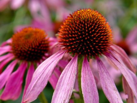 Echinacea pallida For Cheap