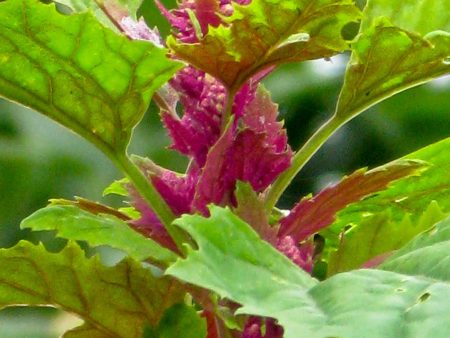 Chenopodium giganteum on Sale