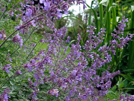 Nepeta  Six Hills Giant  Fashion