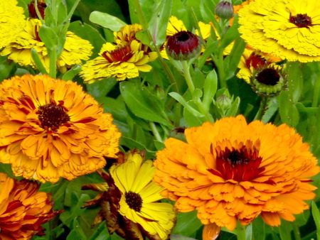 Calendula officinalis Fiesta Gitana Group Hot on Sale