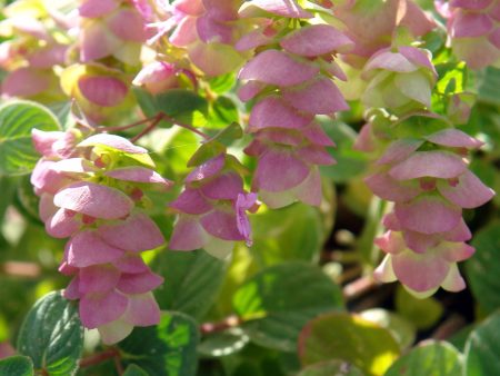 Origanum  Kent Beauty  Fashion