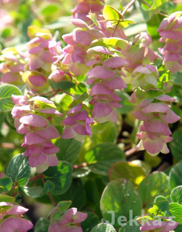 Origanum  Kent Beauty  Fashion