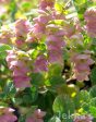 Origanum  Kent Beauty  Fashion