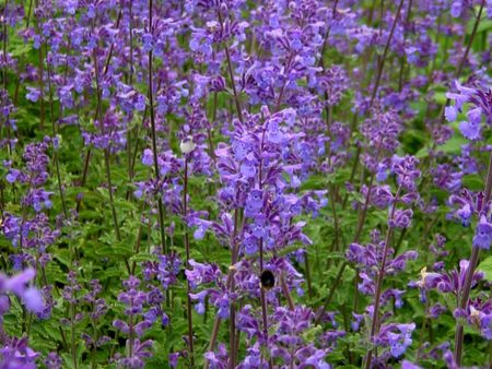 Nepeta racemosa  Walkers Low  Cheap