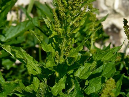 Chenopodium bonus-henricus For Discount