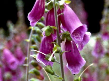 Digitalis purpurea For Discount