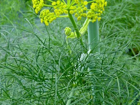 Ferula communis Discount