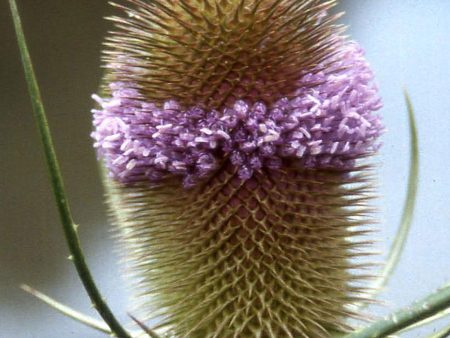 Dipsacus fullonum For Discount