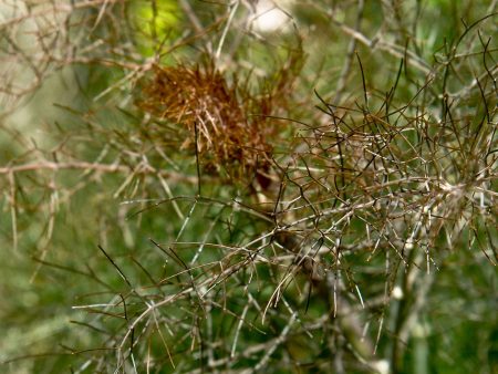 Foeniculum vulgare  Purpureum  For Sale