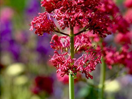 Centranthus ruber Online Sale