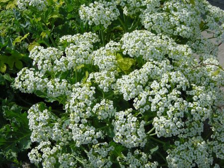 Crambe maritima on Sale