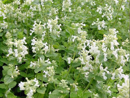 Nepeta x faassenii  Alba  For Sale