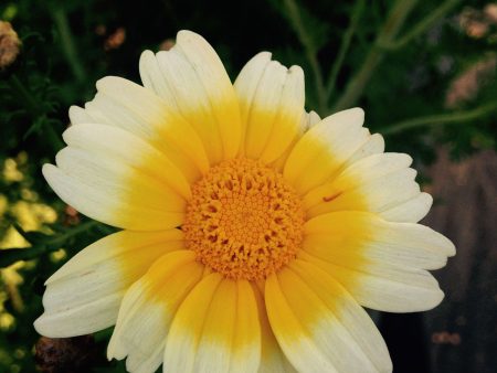 Chrysanthemum coronarium Sale