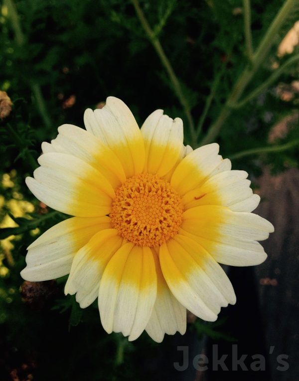 Chrysanthemum coronarium Sale