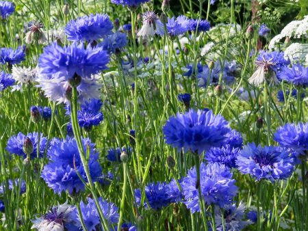 Centaurea cyanus Sale