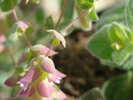 Origanum  Jekka s Beauty  Online now