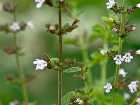 Calamintha nepeta Online Hot Sale