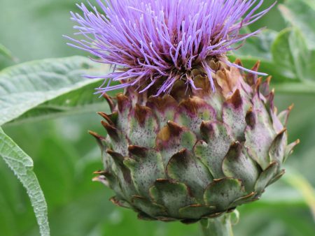 Cynara cardunculus on Sale