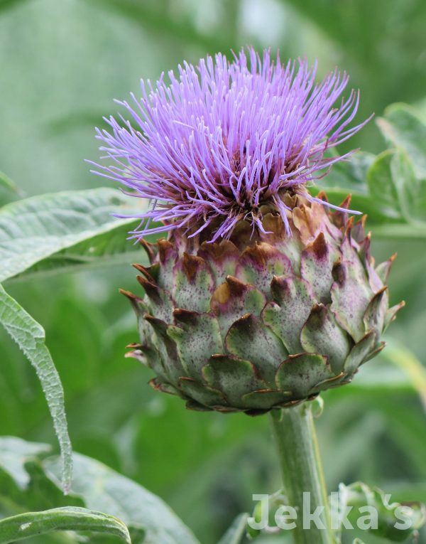 Cynara cardunculus on Sale