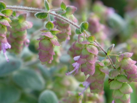 Origanum dictamnus Supply