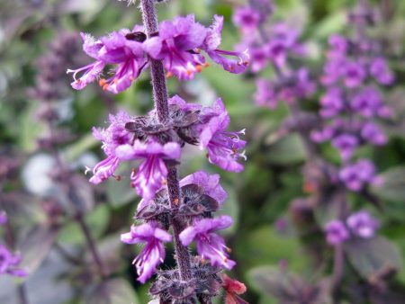 Ocimum basilicum var. purpurascens x kilimandscharicum Online