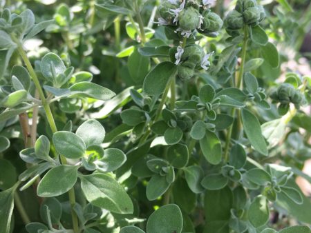 Origanum majorana var. tenuifolium Weston For Sale