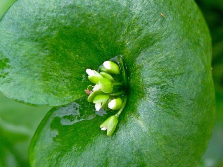 Claytonia perfoliata Fashion