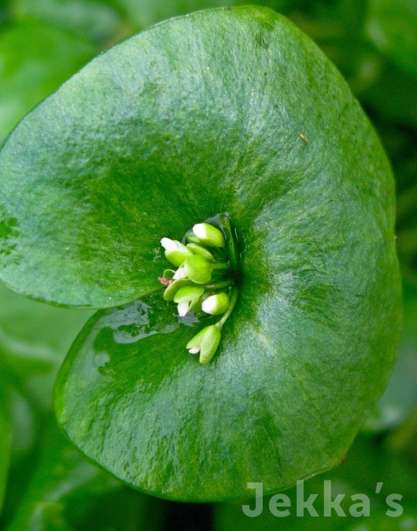 Claytonia perfoliata Fashion