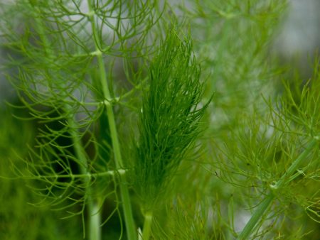 Foeniculum vulgare Fashion