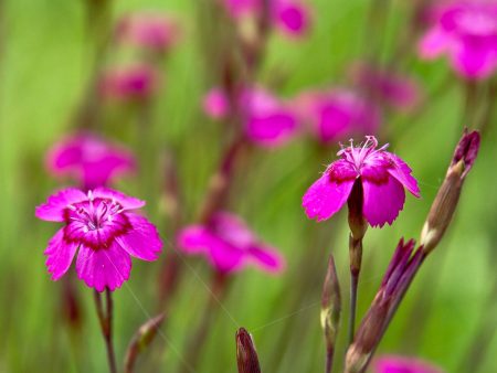 Dianthus deltoides Supply