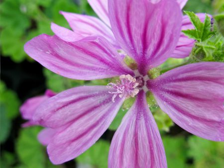 Malva sylvestris For Cheap