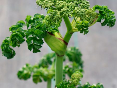 Angelica pachycarpa For Sale