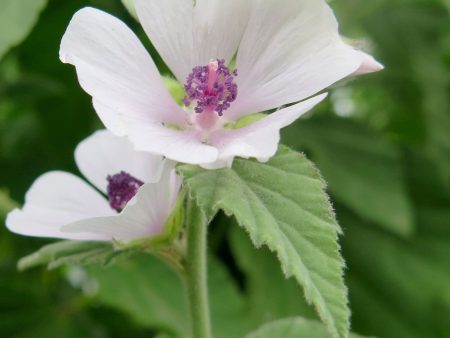 Althaea officinalis Supply