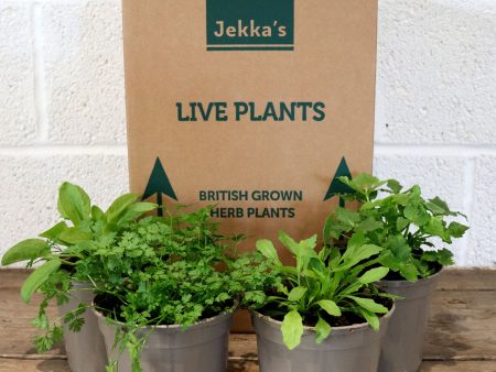 Jekka s Spring Salad Collection - 4 * 1 Ltr Herb Plants Discount