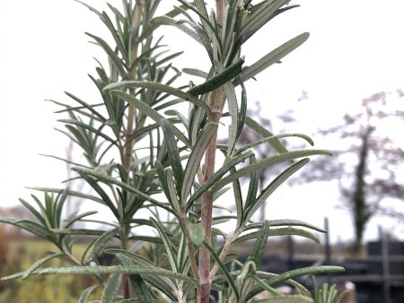 Salvia rosmarinus  Gorizia  Fashion