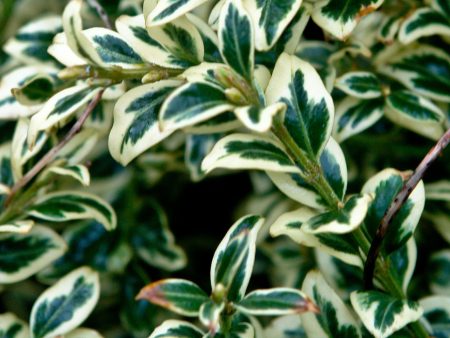 Buxus sempervirens  Elegantissima  AGM For Cheap