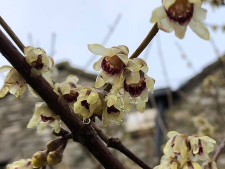 Chimonanthus praecox Online Sale