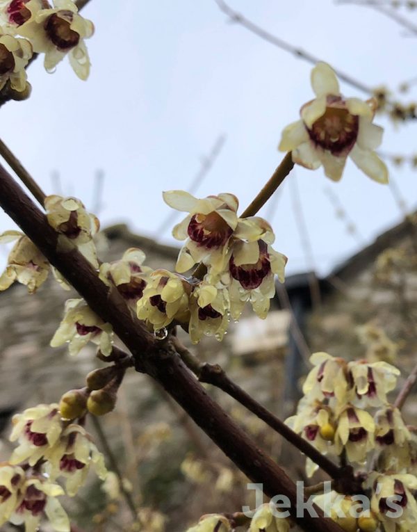 Chimonanthus praecox Online Sale