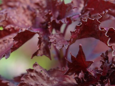 Ocimum basilicum var. purpurascens  Purple Ruffles  on Sale