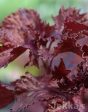 Ocimum basilicum var. purpurascens  Purple Ruffles  on Sale