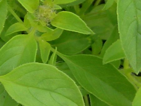 Ocimum x africanum ‘Lime’ Supply