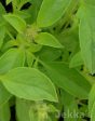 Ocimum x africanum ‘Lime’ Supply