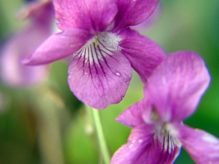 Viola riviniana ‘Rosea’ Sale