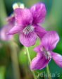 Viola riviniana ‘Rosea’ Sale