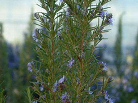 Salvia rosmarinus  Alderley  Fashion